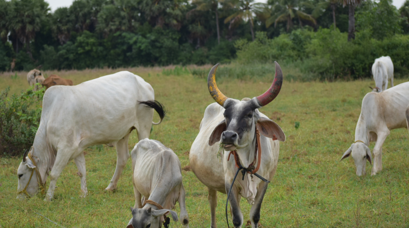 A2 Organic Milk Chennai