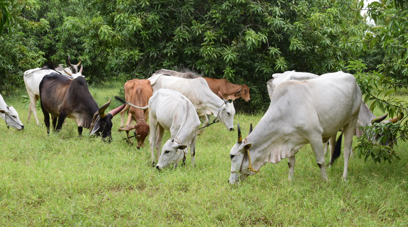 A2 Organic Milk Chennai