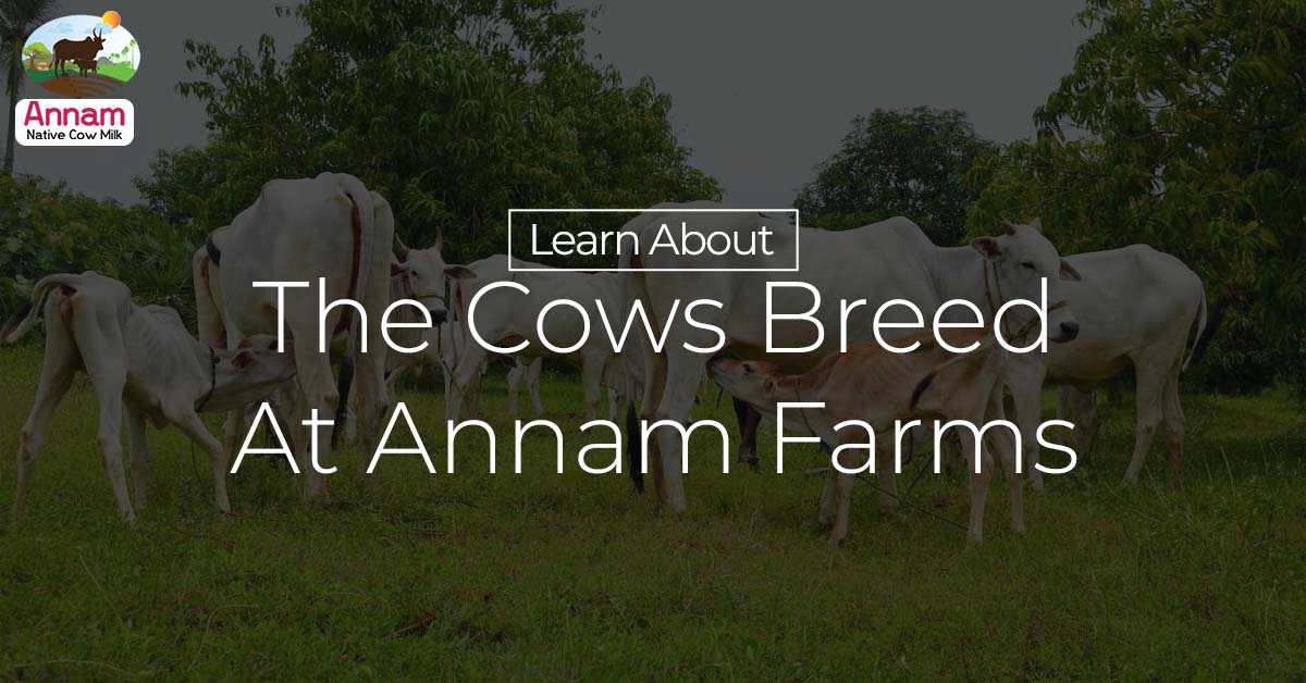 Learn About The Cows Breed At Annam Farms