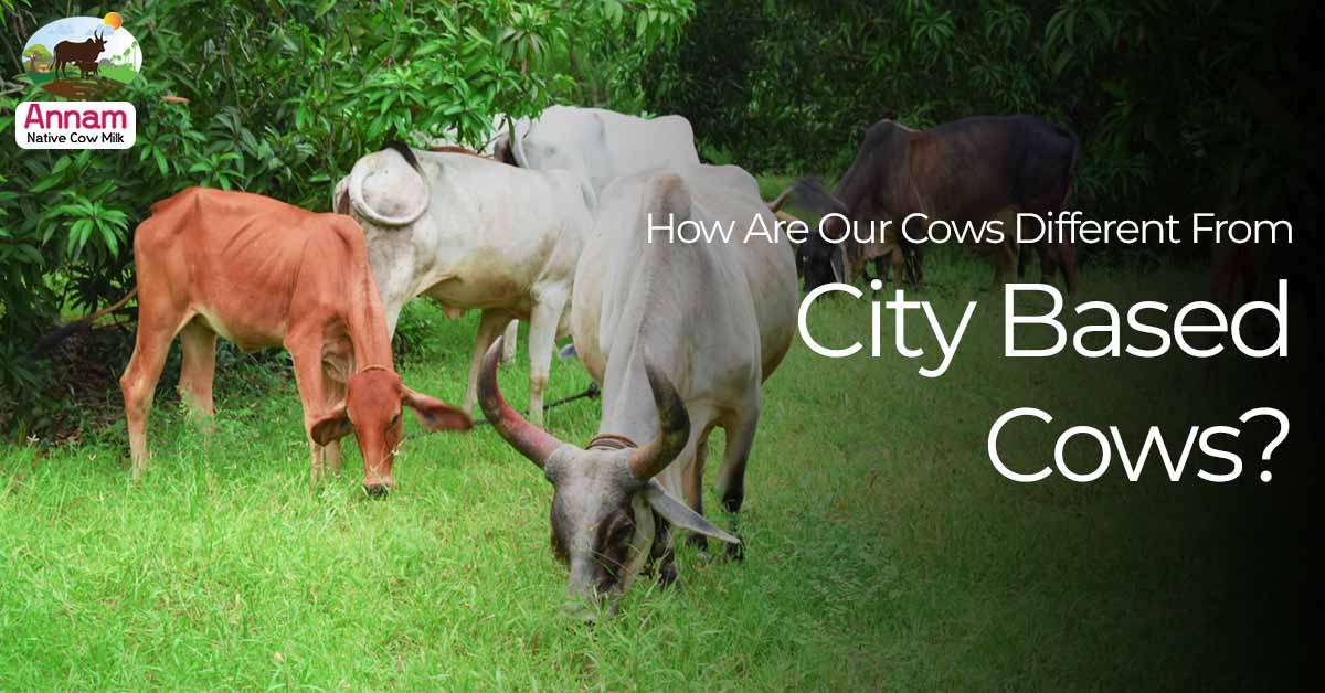 How Are Our Cows Different From City Based Cows