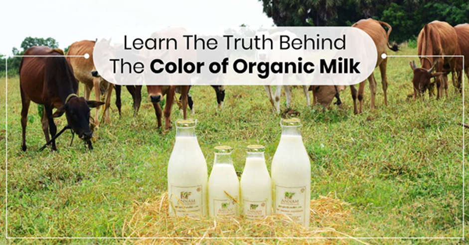 Learn The Truth Behind The Color Of Organic Milk