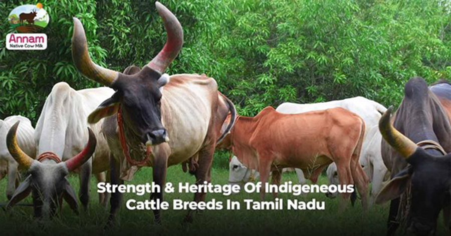 Cattle Breeds In Tamil Nadu