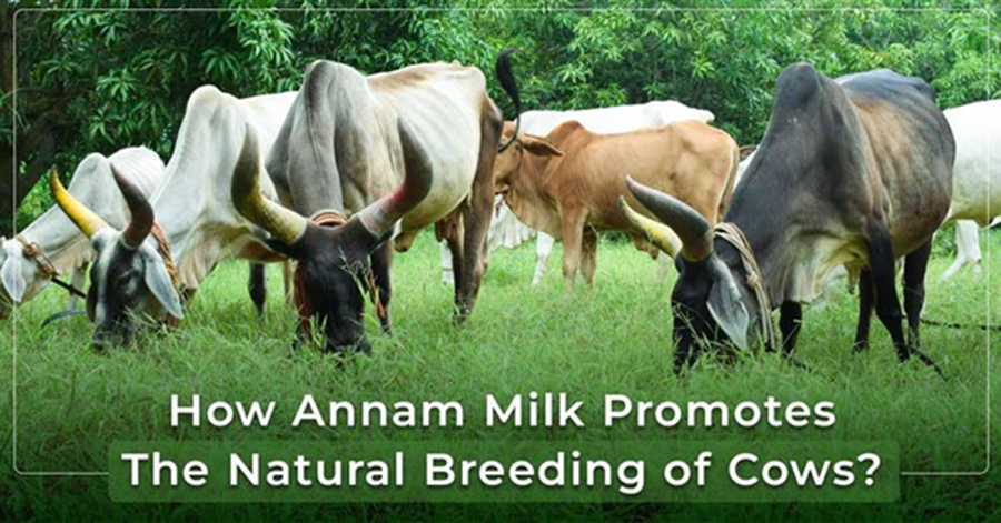 Natural Breeding of Cows